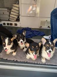 The only thing that she wants more in her life right now is a puppy corgi. Ohio Corgi Love Pups Home Facebook