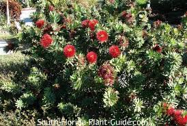 I bought a callisternon citrinus little john bottlebrush plant recently. Dwarf Bottlebrush