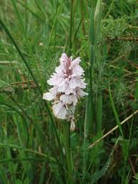 Image result for Brachythrix