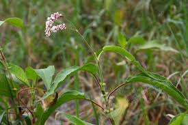 Image result for Persicaria madagascariensis