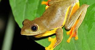 Black And Yellow Spotted Frog Pin By Ginger Hill On Organismos Frog And Toad Frog Tree Frogs