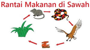 Pada rantai makanan tersebut terjadi proses makan dan dimakan dalam urutan tertentu. Rantai Makanan Di Sawah Laut Dan Contoh Gambar