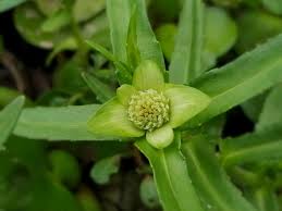 Image result for Enydra