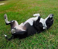 Why Does My Dog Roll Onto Her Back When She S Scared
