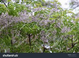 Image result for Meliaceae