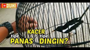 Benar Atau Tidak Ada Kacer Tipe Panas Dan Dingin Youtube