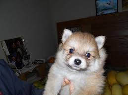 Maybe you would like to learn more about one of these? Pomeranian Puppies For Sale In Grants Pass Oregon Classified Americanlisted Com