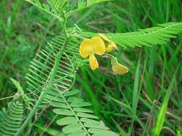 Image result for Sesbania macrantha