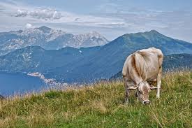 A causa del troppo caldo sulle alpi piemontesi le mucche salgono in alpeggio in elicottero. I Contributi A Favore Dell Agricoltura In Montagna