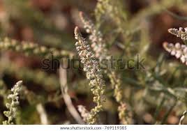 Image result for Caylusea