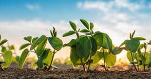 Genetically modified crops (gm crops) are plants used in agriculture, the dna of which has been modified using genetic engineering methods. How Gmos Can Help Us To Feed Our Growing Population Bio