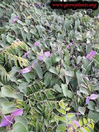 Image result for Dalechampia capensis