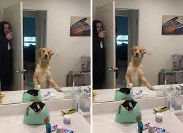People Are Loving This Golden Retriever S Confused Reaction To Finding His Owner In The Mirror During Hide And Seek Bored Panda