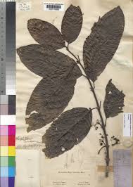 Image result for Pauridiantha