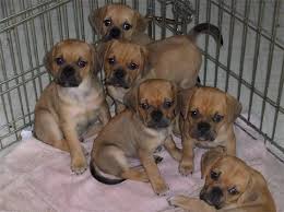 Black And Tan Puggle Puppies For Sale Puggle Puppies Puggle Puppies Puppies And Kitties Puggle