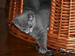 His name was villi talan. Amazing Russian Blue Cat Names Russian Blue Love 2015