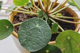 Image result for Pilea angolensis