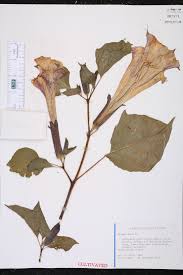 Image result for Datura metel
