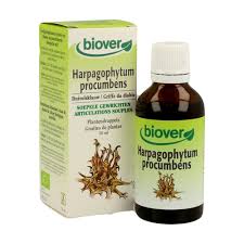 Image result for Harpagophytum procumbens
