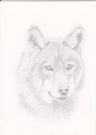 Learn how to draw wolf pictures using these outlines or print just for coloring. 556 Drawing Wolf Photos Free Royalty Free Stock Photos From Dreamstime