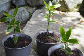 Image result for bay leaf bush foto