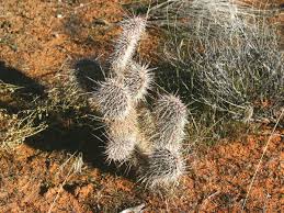 To view a chart comparing alternate taxonomy click here. On Line Guide To The Positive Identification Of Members Of The Cactus Family