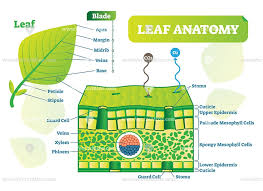 Diagram showing leaf anatomy with a boy cartoon character. Leaf Anatomy Vector Illustration Diagram Anatomy Medical Illustration Plant Science