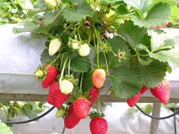 These species do well in container gardens on porches or patios. 12 Best Strawberry Varieties In India Types Of Strawberries