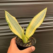 Image result for Usteria guineensis