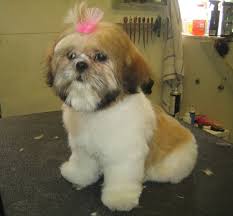 While some would argue that you don't really need to think about what the haircut looks like, we're pet ownersf: Teddy Bear Cute Shih Tzu Haircuts Cuteanimals