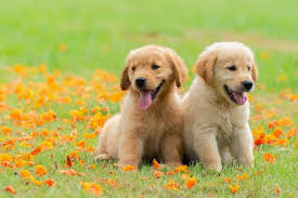 With that being said, breeders can certainly attempt to breed for darker coats, and the outcome will solely. Red Golden Retriever The King Of Goldens Marvelous Dogs