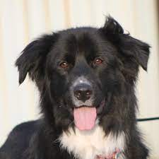 Border Collie Rescue Of Minnesota Unique Dog Breeds Popular Dog Breeds Rare Dog Breeds