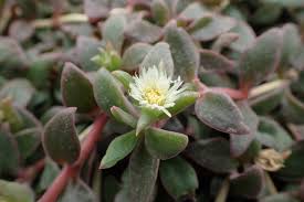 Image result for Delosperma tradescantioides