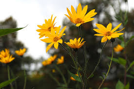 Image result for Helianthus