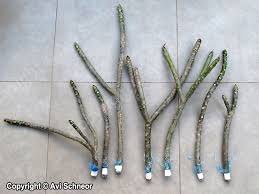 My planted plumeria cutting doesn't seem to be. Growing Plumeria From Cuttings Schneor Design And More