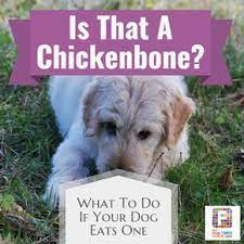 Dog With A Bone What To Do Immediately If Your Dog Has Eaten A Chicken Bone Dog Ate Chicken Bones Can Dogs Eat Chicken Dog Eating