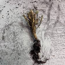 Image result for Euphorbia persistentifolia