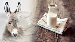 Donkey Milk Market is expected to reach US$ 59.07 Million by 2032, at a  CAGR 9.1% from 2024 to 2032 As Revealed In New Report
