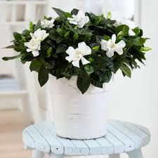 Over 200 gardenia varieties are available in a wide range of height, flower size and color, leaf size and color, blooming time and duration and shrub habit. Buy Gardenia Gardenia Jasminoides 15 99 Delivery By Crocus
