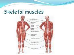 We did not find results for: Identify Different Types Of Muscle Name The Main Muscles Understand The Way In Which Muscles Enable Movement To Occur Ppt Download