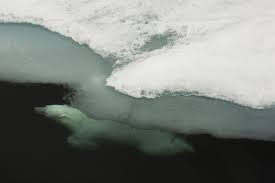 Polar bears are powerful swimmers, and they can obtain a swimming speed of 6 mph. Polar Bear Or Aquabear The Independent Barents Observer