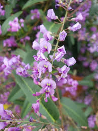 Image result for Hardenbergia