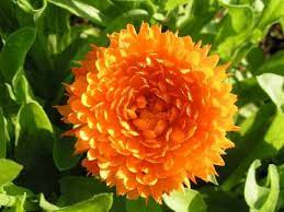 Calendula Medicinal Plants Edible Flowers Flowers