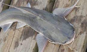 Jilbab cantik ngajakin nakep ikan kontol. Kenali Ikan Duri Pulutan Umpan