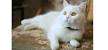 Russian White, Black and Tabby | Cats Wiki | Fandom