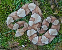 We did not find results for: Legless Army Exotic Venom Copperhead Hybrid Transpecos
