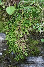 Image result for Selaginella mittenii