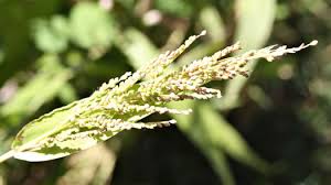 Image result for Urochloa comata