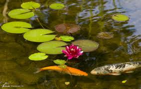 You want something at least 3 or 4 times bigger as a minimum. How To Keep Koi From Eating Your Pond Plants Fnc Ponds