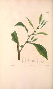 Image result for Struchium